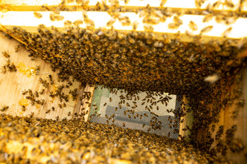 bees on honeycomb close up