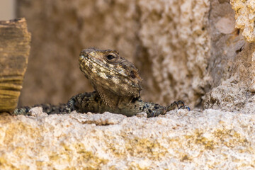 lizard on the rock