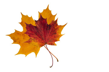 Two autumn maple leaves isolated on a white background. Autumn.