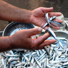 Sale of fish by hand in the open market of Italy