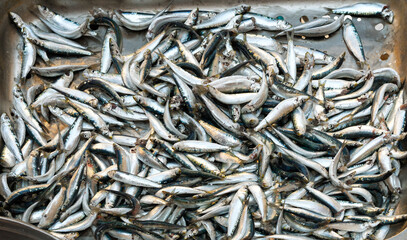 Sale of fish  in the open market of Italy