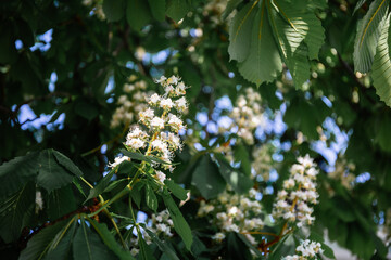Foliage and flowers of horse-chestnut. Aesculus hippocastanum.