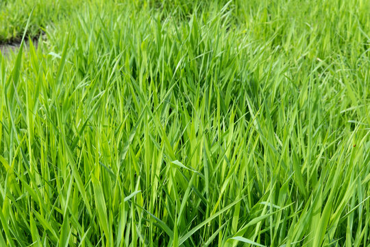 Background image of a field of young fresh green grass.