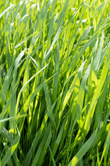 Background image close-up of young fresh green grass.
