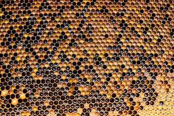 pollen in honeycombs close up