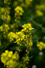 flowering rapeseed in spring close up