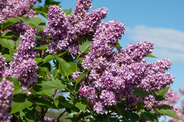 Purple lilac variety "Schermerhornii" flowering in a garden. Latin name: Syringa Vulgaris..
