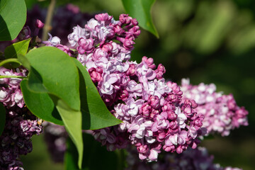 Fototapeta na wymiar Pink lilac variety “Vilhelm Robinson
