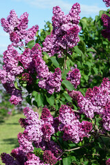 Purple lilac variety “Geant des Batailles