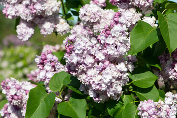 Pink lilac variety “Leon Gambetta" flowering in a garden. Latin name: Syringa Vulgaris..