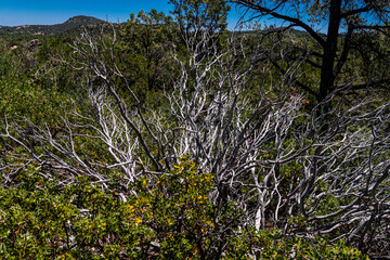 The dead manzanita branches complement the surrounding vegetation found on the Clark Springs Trail in the Granite Mountain Recreation Area of Prescott, Arizona.