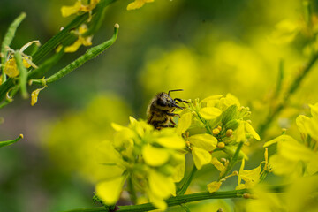flowering rapeseed with bee in spring close up