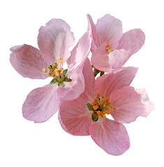 Fototapeta premium Pink flowers of apple tree.isolated on white background with clipping path without shadows. Close-up. For design. Nature.