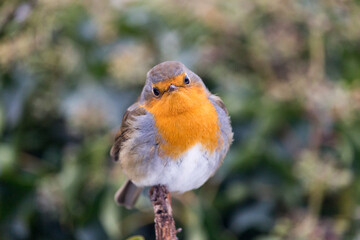 robin on a branch