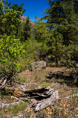 This is a forest view along the Clark Springs Trail in the Granite Mountain Recreation Area of Prescott, Arizona. Mountains are in the background.