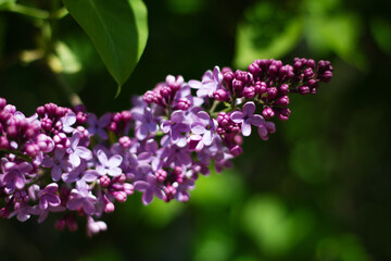 Nature floral background. Lilac buds close-up. Branch of purple lilac on a background of green...