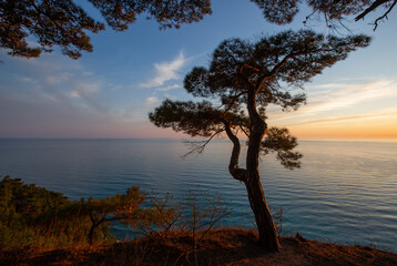 Fototapeta na wymiar Evening in the pine forest of Pitsunda in the Blue Abyss, Divnomorsk, Black Sea