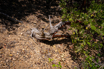 Logs create a very interesting part of the landscape on the Clark Springs Trail in the Granite Mountain Recreation Area of Prescott, Arizona.