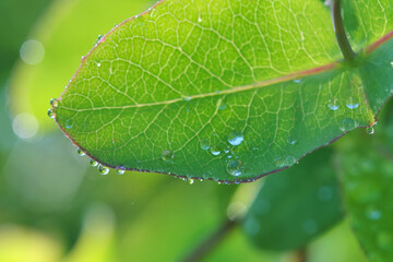 Green fresh leaf of honeysuckle -