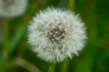 dandelion macro in spring with green background