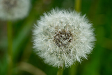 dandelion macro in spring with green background