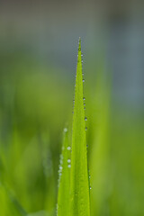 Green grass with drops of dew, blurred background. Shallow, selective focus. Copy Space