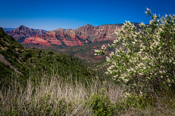 This is a view of  the mountains of Sedona, Arizona, from the very rough and beautiful high clearance Schnebley Hill Road. White wildflowers in foreground.