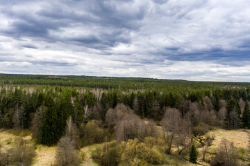 Drone shot flying on spring pine tree forest.