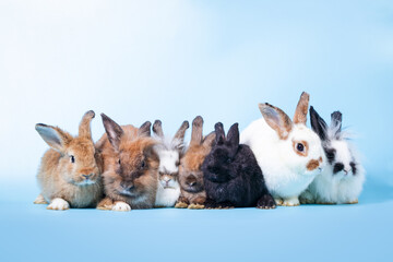 A group of cute little bunny On the floor, light blue backdrop. Mammal Concepts and Easter Festival. copy space