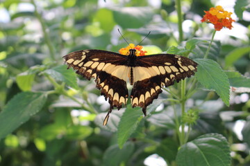 Yellow striped black and tailed 