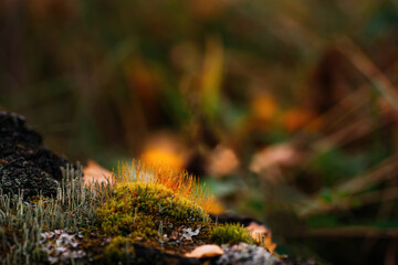 Flavovirent moss - in the fall.
