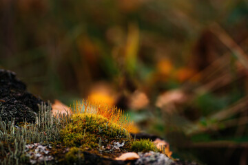 Flavovirent moss - in the fall.