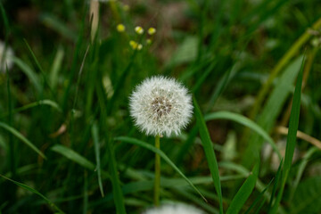 dandelion macro in spring with green background