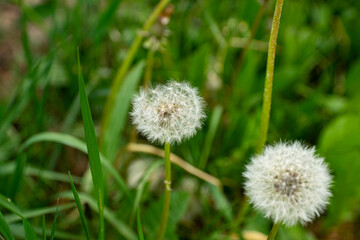 dandelion macro in spring with green background