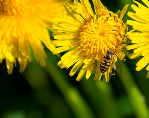 yellow dandelion flower
