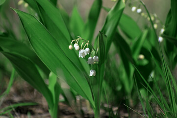Fototapeta premium lily of the valley in the forest