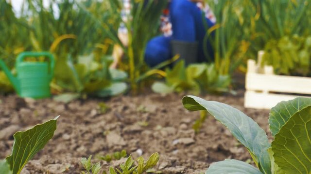 female agronomist garlic weeding on an eco farm. Organic farming