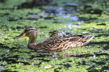 A female mallard (Anas platyrhynchos) with duckling on the water's surface covered with duckweed 