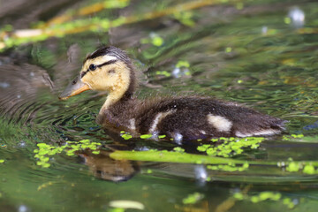 A mallard duckling (Anas platyrhynchos) on the water's surface covered with duckweed 