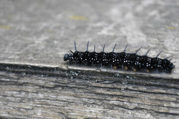 macro of a caterpillar