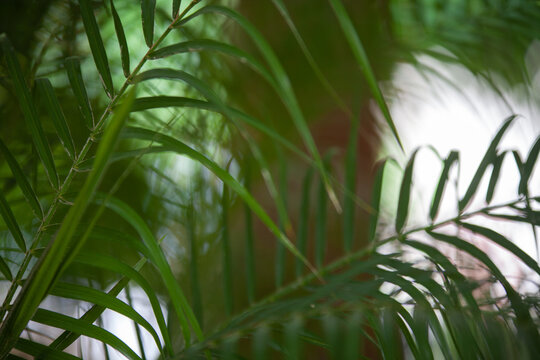tree leaves