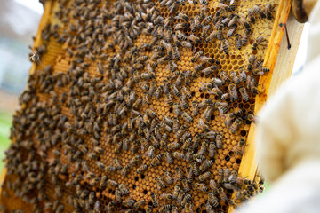 bees on honeycomb close up