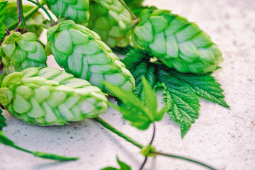 green hop buds