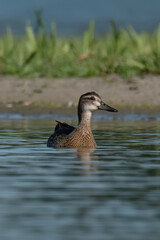 The Garganey (Anas querquedula), juvenile