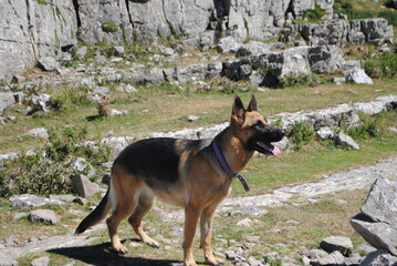 German shepherd dog on a meadow.