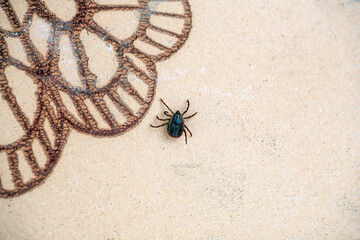 A true ixodid mite blood sucking parasite carrying the acarid disease sits on a On a white field on a hot summer day, hunting in anticipation of the victim