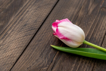 single beautiful blooming tulip on wooden background with space for text.