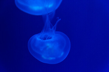 Fototapeta premium jelly fish in the water