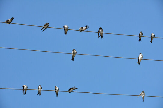 Swallow resting on the power line