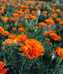 flower,orange flower,garden